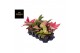 Aglaonema kleuren mix 