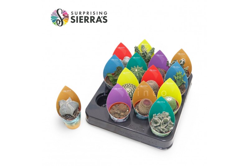 Cactus mix 14 soorten (sierra) 