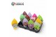 Succulenten 12 soorten mix (sierra) 