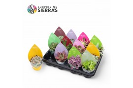 Succulenten 12 soorten mix (sierra)