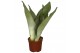 Sansevieria trifasciata moonshine 3pp 
