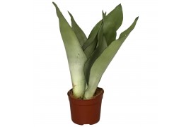 Sansevieria trifasciata moonshine 3pp