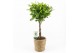 Ficus microcarpa moclame in seagrass 