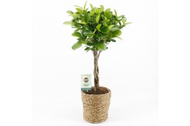 Ficus microcarpa moclame in seagrass