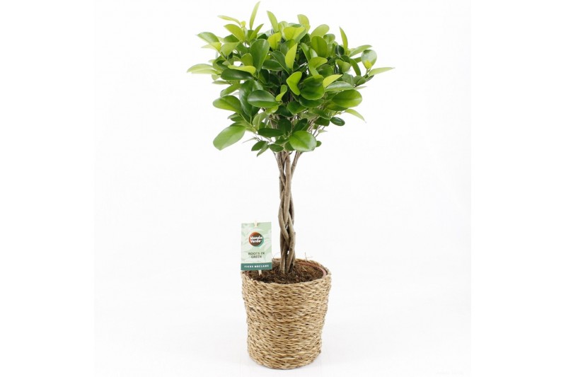 Ficus microcarpa moclame in seagrass 