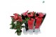 Anthurium andr. oklahoma royal 6+ 