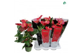Anthurium andr. oklahoma royal 6+