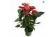Anthurium andr. oklahoma royal 6+ 