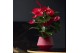 Anthurium andr. oklahoma royal 6+ 