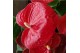 Anthurium andr. oklahoma royal 6+ 