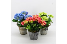 Arrangementen hydrangea KHCR-2509M Hydrangea creatie 2 pp