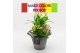 Arrangementen kamerplanten BACR-2513M Basic fundamentals 2 pp 