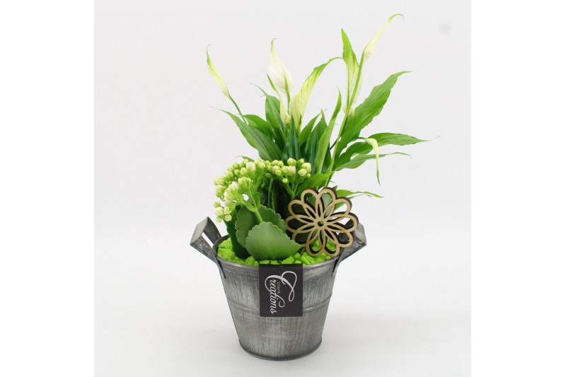 Arrangementen kamerplanten BACR-2513GR Basic fundamentals 2 pp 