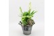 Arrangementen kamerplanten BACR-2513W Basic fundamentals 2 pp 