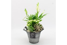 Arrangementen kamerplanten BACR-2513W Basic fundamentals 2 pp