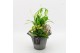 Arrangementen kamerplanten BACR-2513G Basic fundamentals 2 pp 