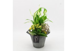 Arrangementen kamerplanten BACR-2513G Basic fundamentals 2 pp