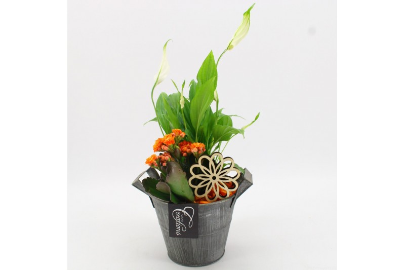 Arrangementen kamerplanten BACR-2513OR Basic fundamentals 2 pp 