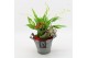 Arrangementen kamerplanten BACR-2513R Basic fundamentals 2 pp 