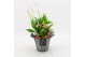 Arrangementen kamerplanten BACR-2513RZ Basic fundamentals 2 pp 