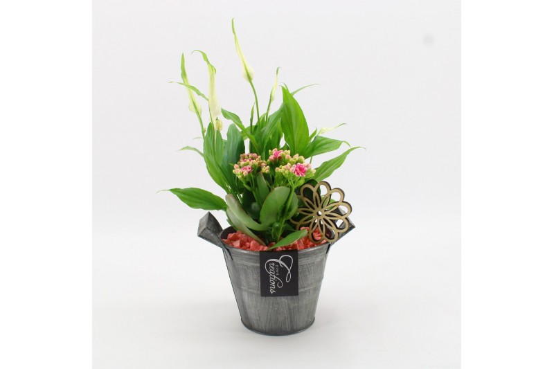 Arrangementen kamerplanten BACR-2513RZ Basic fundamentals 2 pp 
