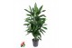 Dracaena fragr. janet lind vertakt 