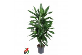 Dracaena fragr. janet lind vertakt