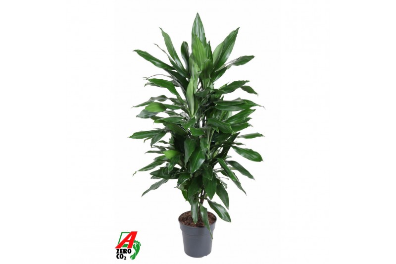 Dracaena fragr. janet lind vertakt 
