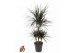 Dracaena marg. magenta 45-carrousel 