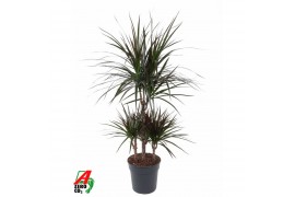 Dracaena marg. magenta 45-carrousel