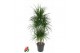 Dracaena marginata 90carrousel 