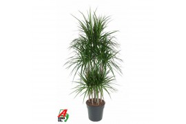 Dracaena marginata 90carrousel