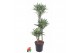 Dracaena fragr. compacta surprise 60-30-15 