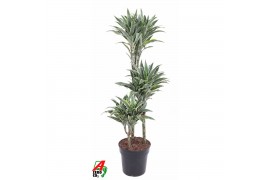 Dracaena fragr. compacta surprise 60-30-15