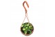 Hoya endauensis hangpot 