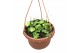Hoya endauensis hangpot 