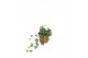 Hedera lady kay 9pp - 20-25cm Rank 