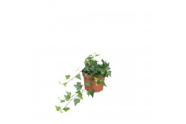 Hedera lady kay 9pp - 20-25cm Rank