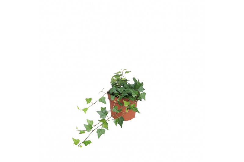 Hedera lady kay 9pp - 20-25cm Rank 