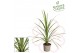 Cordyline peko 50-65 cm,1 pp,groen 
