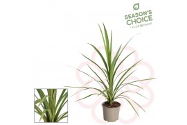 Cordyline peko 50-65 cm,1 pp,groen
