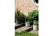 Cordyline peko 50-65 cm,1 pp,groen 