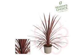Cordyline australis red star 50-65 cm