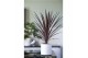 Cordyline australis red star 50-65 cm 