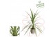Cordyline peko Peko 70 - 75 cm 