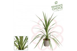 Cordyline peko Peko 70 - 75 cm