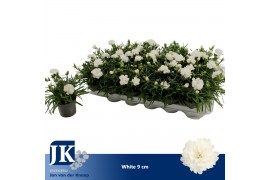 Dianthus dinah White
