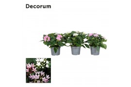 Pentas starcluster mix Decorum