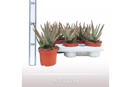 Aloe Aloe Zebrina Dannyz