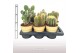 Cactus mix 